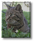 Un ricordo di Lancillotto 'il Micetto'
che ci ha lasciati il 25 Agosto 2002 
A tribute to 'Lancelot', our beloved cat