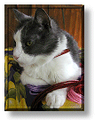 Un ricordo di Sir Arthur 'il Micione' il Primo Gatto
che ci ha lasciati il 5 Febbraio 2003
